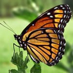 200px-Viceroy_Butterfly.jpg