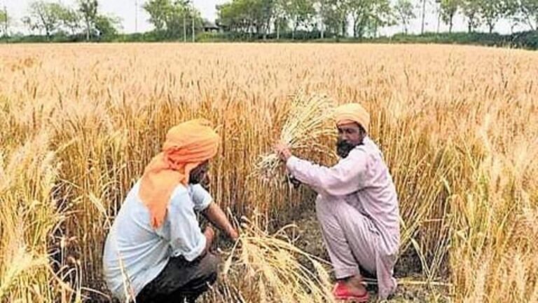 விலைகளைக் கட்டுப்படுத்த கோதுமை இருப்பு வரம்புகளை குறைத்தது மத்திய அரசு  