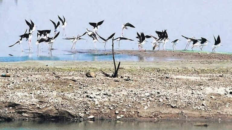 தமிழ்நாட்டில் இரண்டு புதிய ராம்சார் தளங்கள்; முதல்வர் மு.க.ஸ்டாலின் அறிவிப்பு  