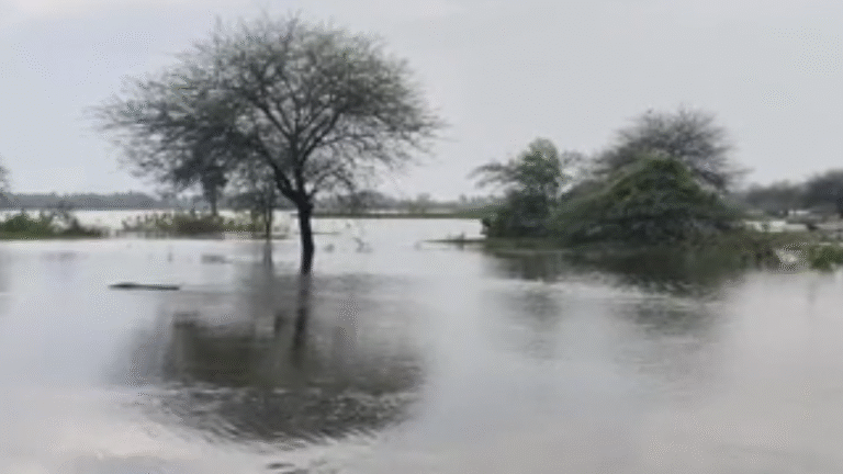 திருவண்ணாமலையில் கனமழை  5-க்கும் மேற்பட்ட ஏரிகள் நிரம்பின!