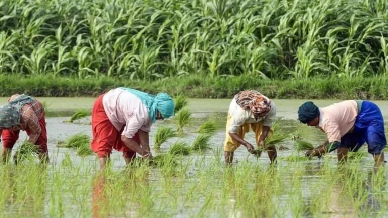 30லட்சம் விவசாயிகளுக்கு உதவ மத்திய அரசு Rs.3,200 கோடி இழப்பீடு வழங்க உள்ளது  