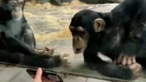 சீனா : சிம்பன்சி குட்டிக்கு செல்போன் காட்டாதீர்கள்!