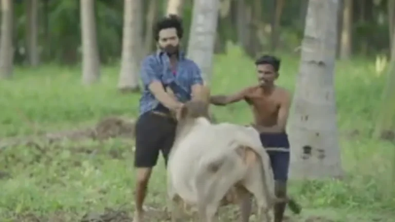 படப்பிடிப்பின் போது நடிகர் அசோக்கை முட்டி கீழே தள்ளியை காளை!