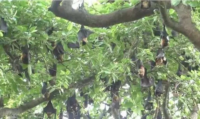 தீபாவளிக்கு பட்டாசு வெடிக்காத கிராமம் இது தான்..! காரணம் என்ன தெரியுமா?