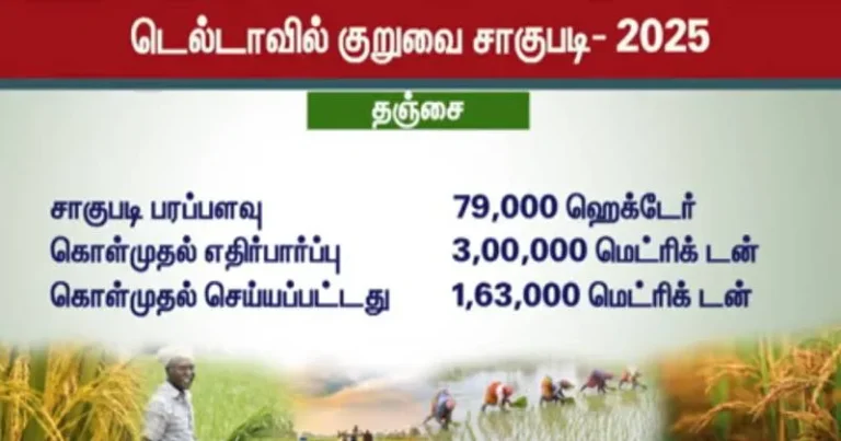 50 % மட்டுமே நடைபெற்ற  குறுவை நெல் சாகுபடி கொள்முதல் – முழு விவரம்!