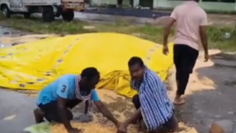 தெலங்கான மாநிலத்தின் கொட்டித் தீர்த்த கனமழை :  நெல் மணிகள் சேதம் – விவசாயிகள் வேதனை!