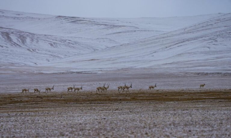 2ஆவது சிங்காய்-திபெத் பீடபூமி அறிவியல் ஆய்வின் சாதனைகள்