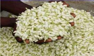 ஒரு கிலோ மல்லிப்பூ ரூ.7000… பெண்களுக்கு அதிர்ச்சி கொடுக்கும் செய்தி…!!! 