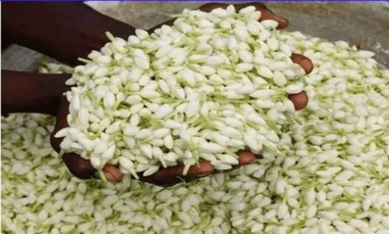 ஒரு கிலோ மல்லிப்பூ ரூ.7000… பெண்களுக்கு அதிர்ச்சி கொடுக்கும் செய்தி…!!! 