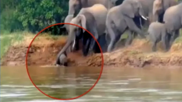 இலங்கை : முதலையிடம் சிக்கிய குட்டியைக் காப்பாற்ற ஆற்றுக்குள் இறங்கி போராடிய  தாய் யானை!