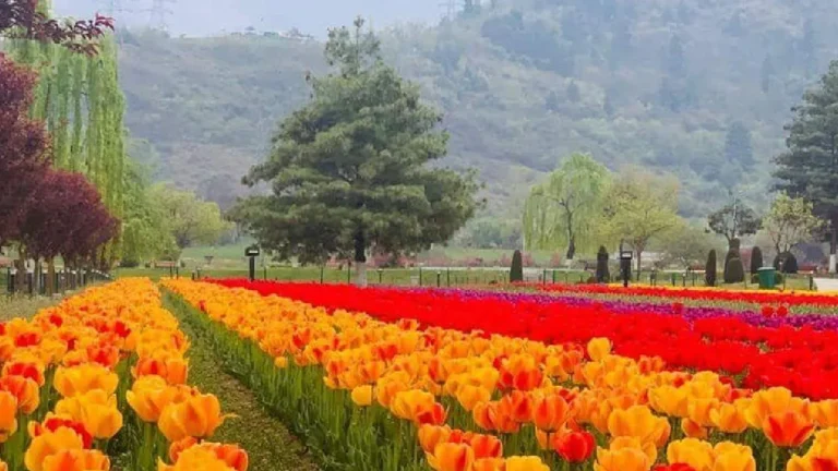 ஜம்மு-காஷ்மீர் : 2026 மார்ச் மாதம் ஜபர்வான் அடிவாரத்தில் தொடங்குகிறது வசந்த காலம்!