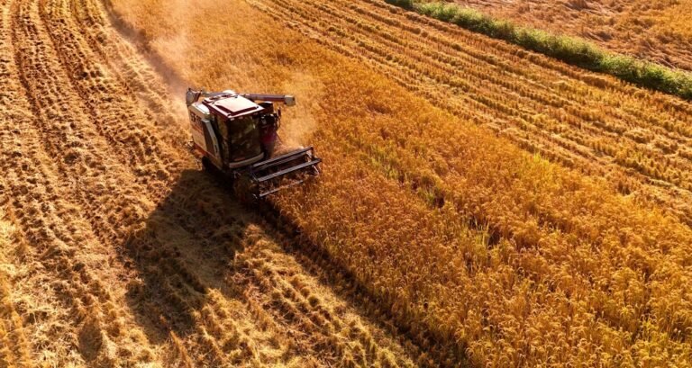 2024ஆம் ஆண்டு சீனாவின் வேளாண் துறை மற்றும் தொடர்புடைய தொழில் துறைகளின் அதிகரிப்பு மதிப்பு