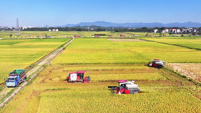 2025ல் சீன தானியங்கள் கொள்வனவு அதிகரிப்பு