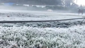 உதகையில் 2வது நாளாக கடும் உறைபனி!