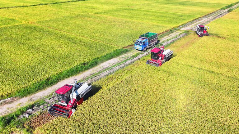 புதிய உச்சத்தை எட்டிய சீனாவின் தானிய உற்பத்தி