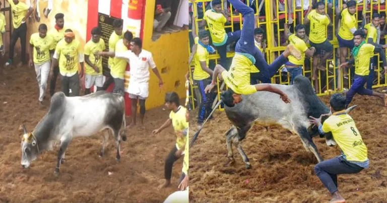 திருச்சியில் வெகு விமர்சையாக நடைபெற்ற ஜல்லிக்கட்டு போட்டி!