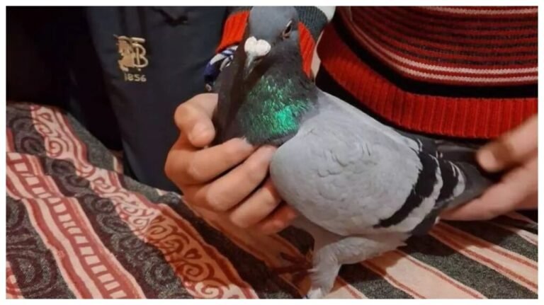 2026-ன் முதல் உளவுப் புறா?… காலில் மோதிரம்..  வைரலாகும் புகைப்படம்…!!! 