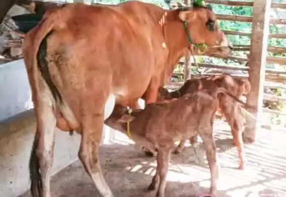 பசுவை தேசிய விலங்காக அறிவிக்க வேண்டும் – முஸ்லிம் அமைப்பு வலியுறுத்தல்..!