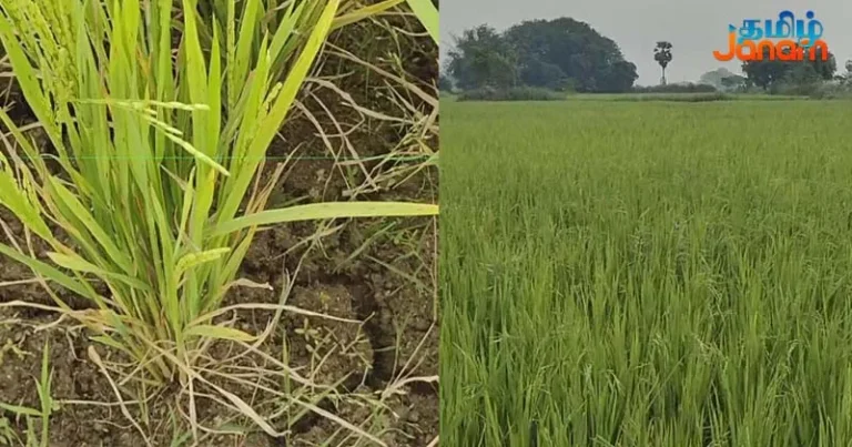 மேட்டூர் அணையில் இருந்து தண்ணீர் நிறுத்தப்பட்டதன் எதிரொலி –  கருகும் நெற்பயிர்கள்!