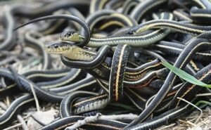 பூமிக்கு அடியில் இத்தனை ஆயிரம் பாம்புகளா? உலகையே அதிரவைக்கும் விசித்திர அதிசயம்.. நடுங்க வைக்கும் பின்னணி..!! 