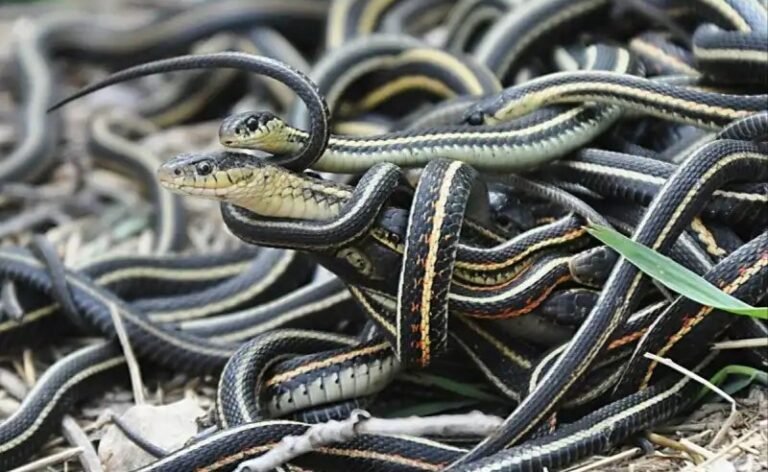 பூமிக்கு அடியில் இத்தனை ஆயிரம் பாம்புகளா? உலகையே அதிரவைக்கும் விசித்திர அதிசயம்.. நடுங்க வைக்கும் பின்னணி..!! 