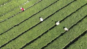 தேயிலை தொழில் சங்கிலியின் அளவு 1.5 டிரில்லியன் யுவானை எட்ட சீனா திட்டம்