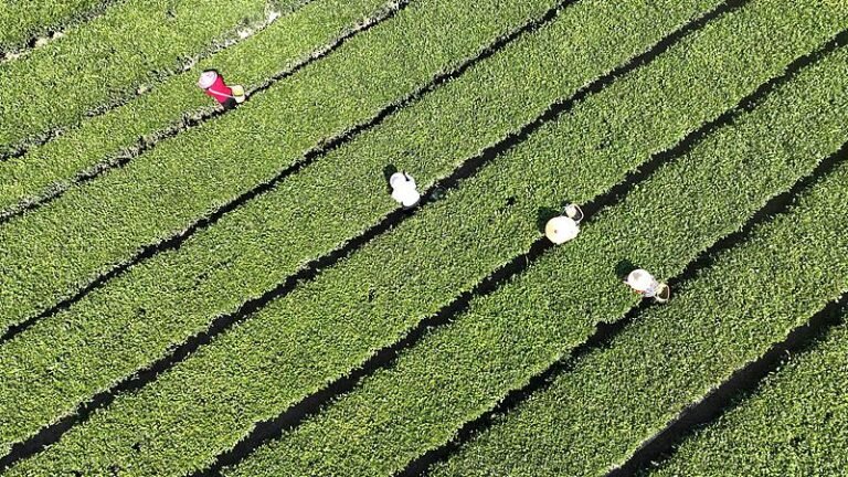 தேயிலை தொழில் சங்கிலியின் அளவு 1.5 டிரில்லியன் யுவானை எட்ட சீனா திட்டம்