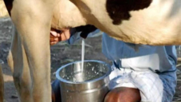 மினி பால் பண்ணை வைக்க ஆசையா? ரூ.5 லட்சம் கடனும், ரூ.1.25 லட்சம் மானியமும் – முழு விபரம் உள்ளே!