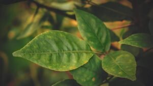 வில்வ இலைகளின் அபாரமான மருத்துவ குணங்கள்: