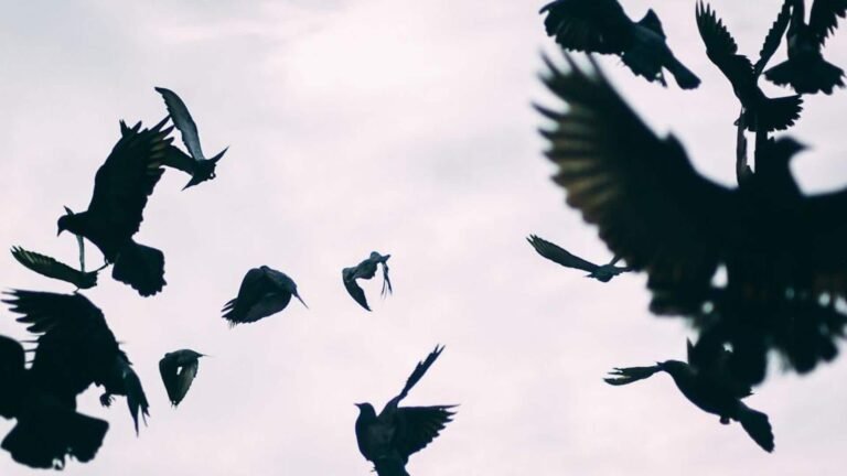 சென்னையில் பறவைக் காய்ச்சல் உறுதி: காகங்கள் உயிரிழப்பு குறித்து கால்நடைத் துறை எச்சரிக்கை  