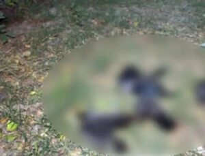 சென்னை, கடலூரை தொடர்ந்து மதுரையிலும் காகங்கள் உயிரிழப்பு- மக்கள் அச்சம்