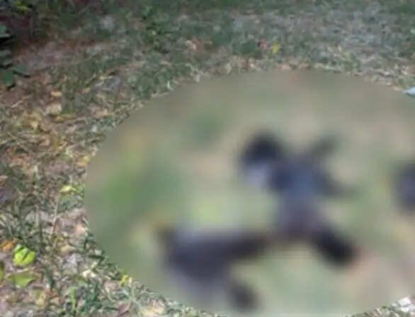 சென்னை, கடலூரை தொடர்ந்து மதுரையிலும் காகங்கள் உயிரிழப்பு- மக்கள் அச்சம்