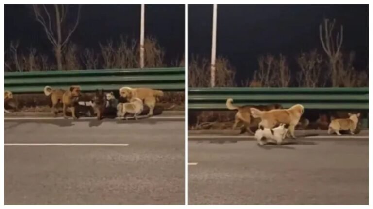 சீனாவில் கடத்தப்பட்ட 7 நாய்களை 17 கி.மீ தூரம் வழிநடத்தி மீட்ட ‘ஹீரோ’…