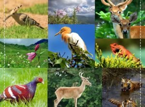 பல்லுயிர்ப் பெருக்கத்தைப் பாதுகாக்கும் முயற்சி!