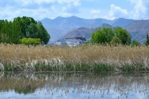 2030க்குள் ஷிசாங்கில் காடுகள் பரப்பின் விகிதம் அதிகரிக்க சீனா திட்டம்