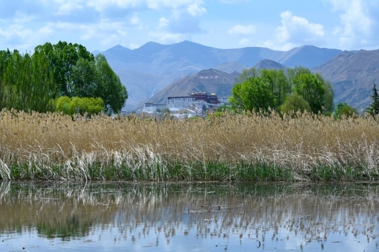 2030க்குள் ஷிசாங்கில் காடுகள் பரப்பின் விகிதம் அதிகரிக்க சீனா திட்டம்