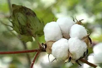 ஜூன் 1ம் தேதி முதல் அக். 30 வரை பருத்தி மீதான இறக்குமதி வரி ரத்து..!!
