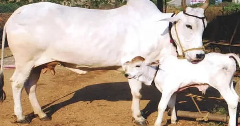 தேசிய விலங்காக பசுவை அறிவிக்க வேண்டும் என்ற கோரிக்கை – முஸ்லீம் அமைப்புகள் ஆதரவு!