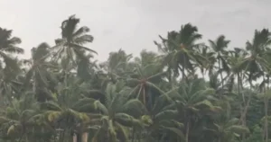 எல் நினோவால் குறையும் பருவமழை : விவசாய உற்பத்தி பாதிப்பால் வறட்சி? – சிறப்பு கட்டுரை!