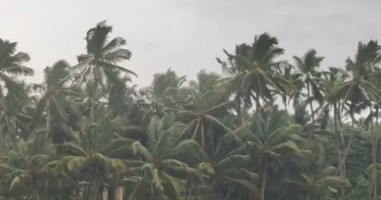 எல் நினோவால் குறையும் பருவமழை : விவசாய உற்பத்தி பாதிப்பால் வறட்சி? – சிறப்பு கட்டுரை!