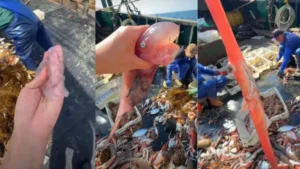 கடலுக்கு அடியில் மாய உலகம்…! “இது மீனா இல்ல கண்ணாடியா”..? விதவிதமாக ஸ்டார் பிஷ்… அழிவுக்கான அறிகுறியாக சிக்கிய ஓர்பிஸ்… வியக்க வைக்கும் வீடியோ…!!! 