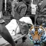 நீலகிரியில் புலி தாக்கி ஒருவர் பலி