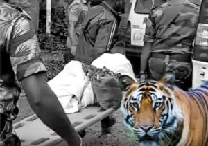 நீலகிரியில் புலி தாக்கி ஒருவர் பலி