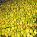 எலுமிச்சை விலை கிடுகிடு உயர்வு..!!
