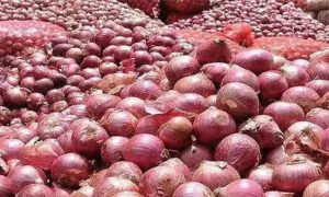 வெங்காயம் விலை கிடுகிடு உயர்வு..!!