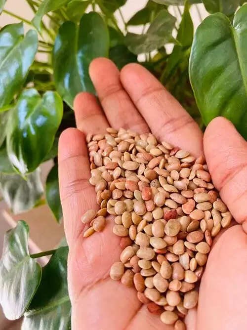 .முளைவிட்ட கொள்ளு சாப்பிட்டால் எந்த நோய் கட்டுப்படும் தெரியுமா ?
