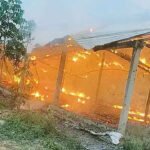 கோழிப்பண்ணையில் பயங்கர தீ விபத்து: 4,200 கோழிக்குஞ்சுகள் கருகி சாம்பல்!