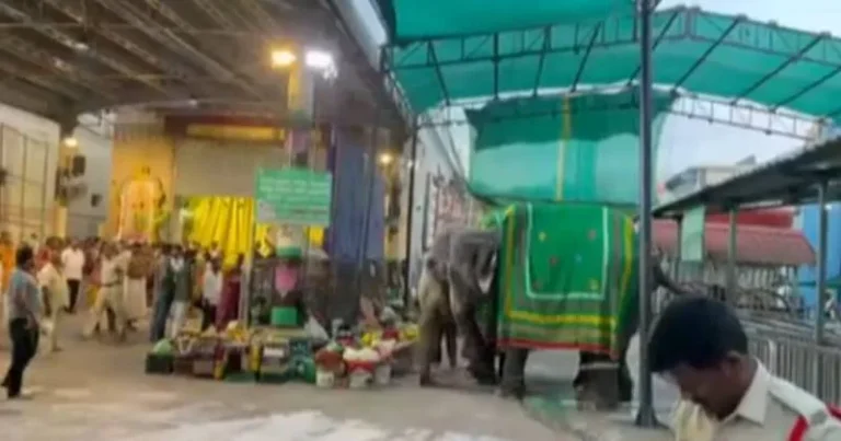 திருப்பதி அருகே பாகனை தாக்கிய பத்மாவதி அம்மன் கோயில் யானை!