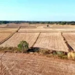 மேட்டூர் அணை திறந்தும் கடைமடைக்கு செல்லாத தண்ணீர் : கருகும் சம்பா பயிர்கள்