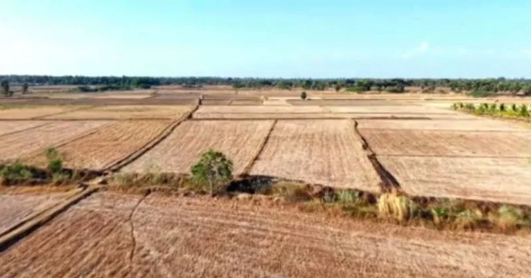 மேட்டூர் அணை திறந்தும் கடைமடைக்கு செல்லாத தண்ணீர் : கருகும் சம்பா பயிர்கள்